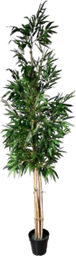 Natural Bamboo Tree (Large)