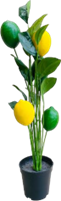 Mini Potted Plant & Lemon Fruit