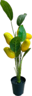 Mini Potted Plant & Mango Fruit