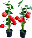 Mini Potted Plant & Red Apple Fruit