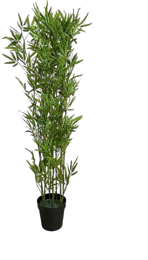 Tiny Bamboo Sticks - Potted