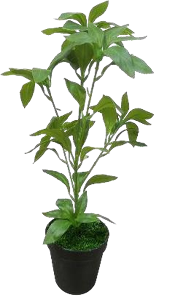 Sarcandra Plant